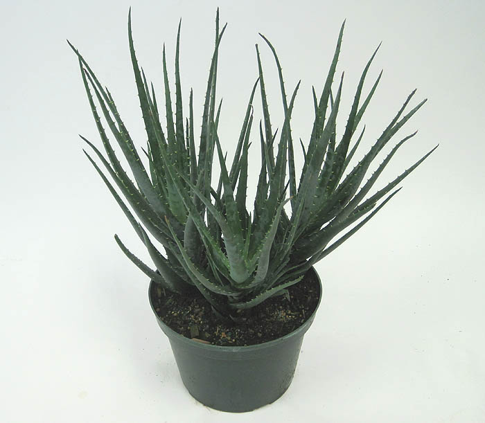aloe-blue-elf