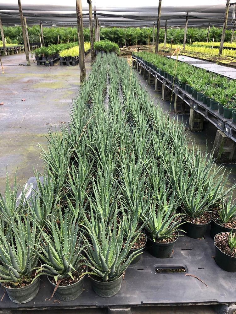 aloe-blue-elf