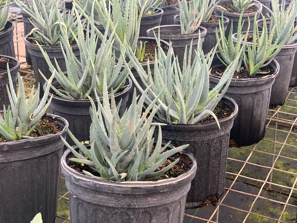 aloe-blue-elf
