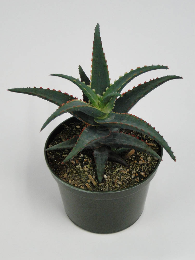 aloe-candy-corn