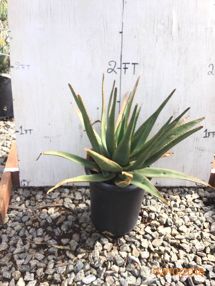 Arizona WholeSale Growers