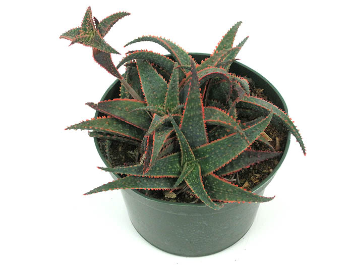 aloe-christmas-carol
