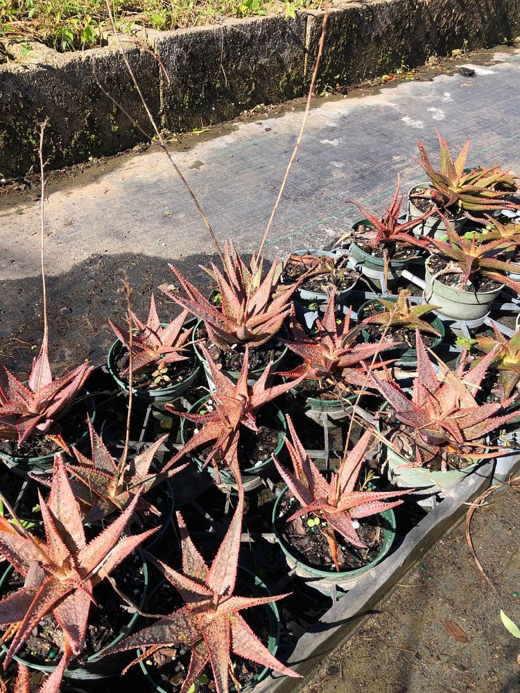 aloe-christmas-carol