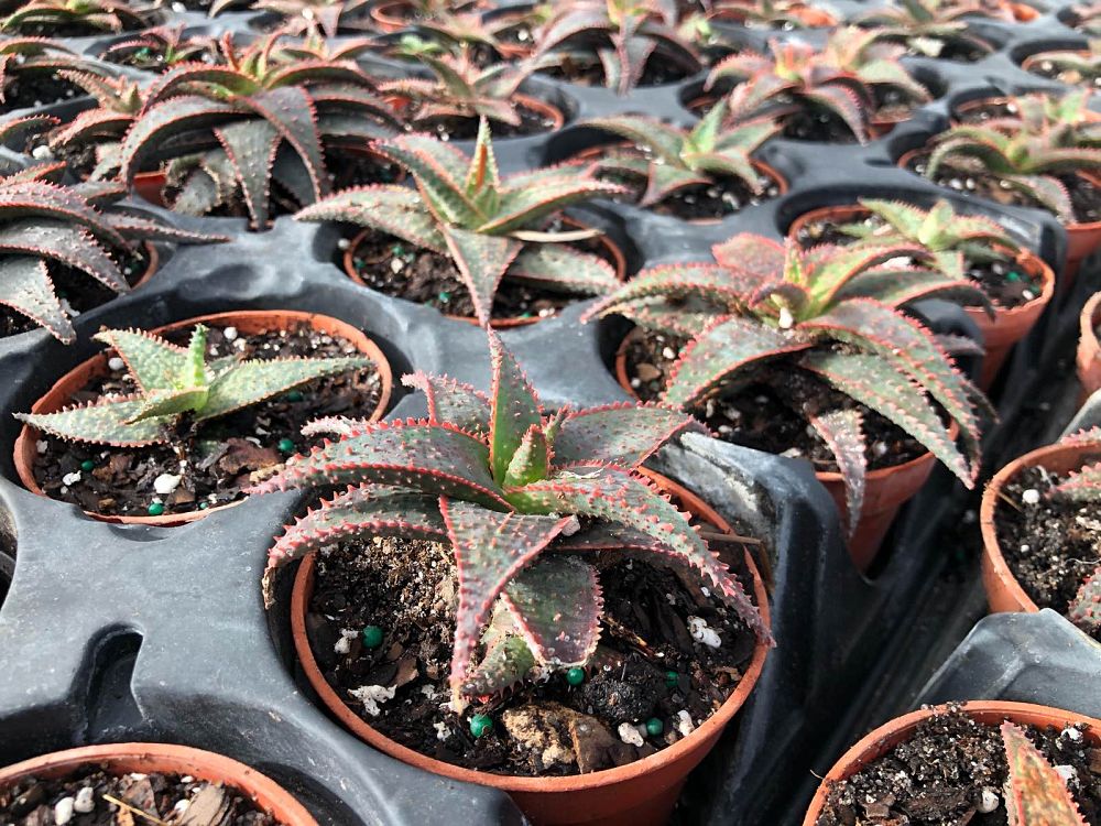 aloe-christmas-carol