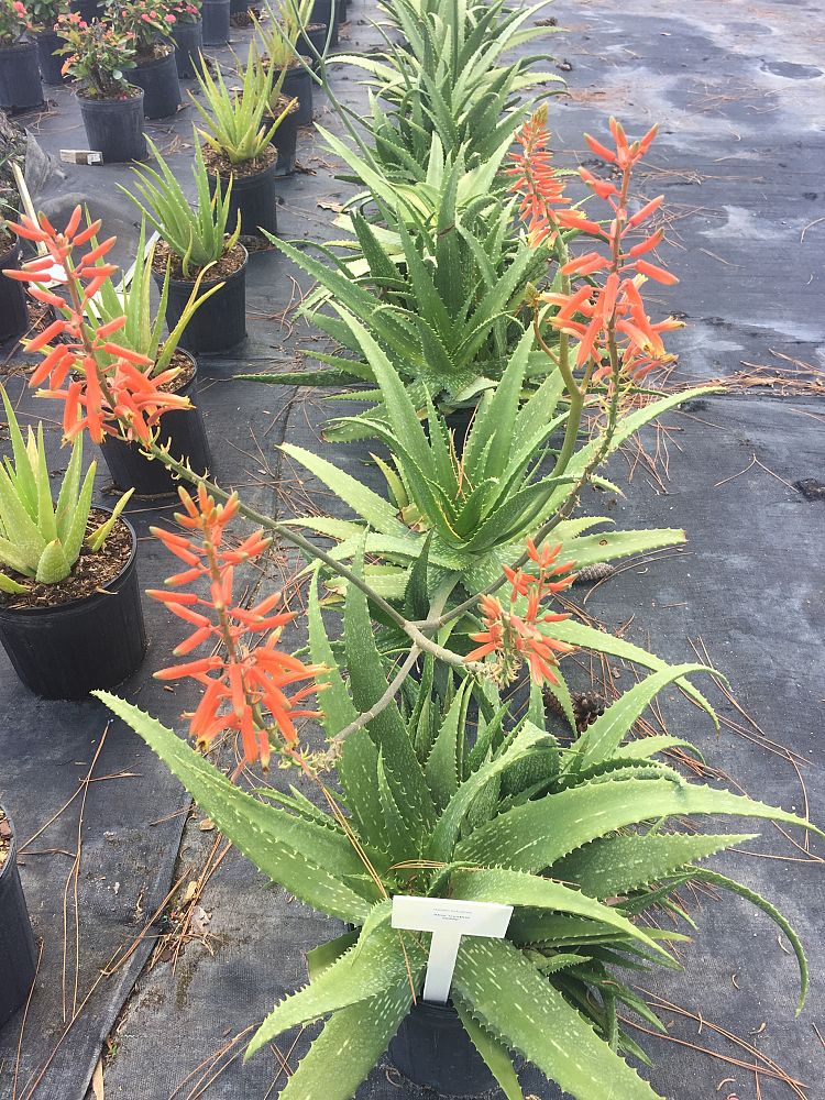 aloe-cynthia-giddy
