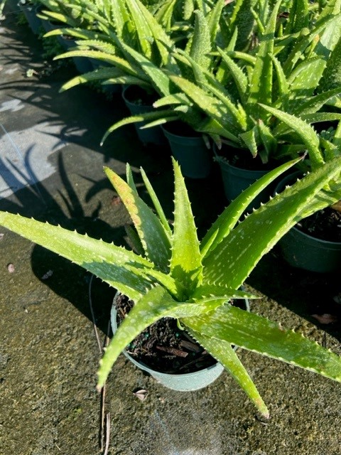 aloe-cynthia-giddy