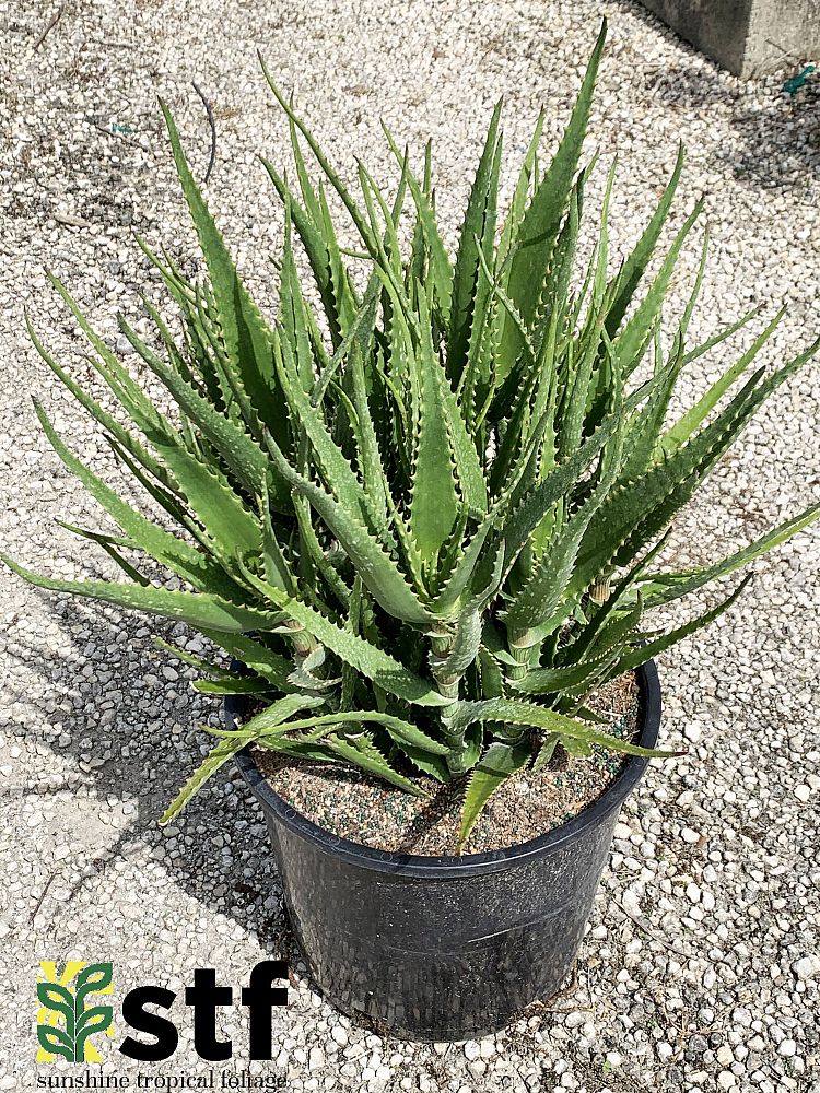 aloe-dawei-dawe-s-aloe