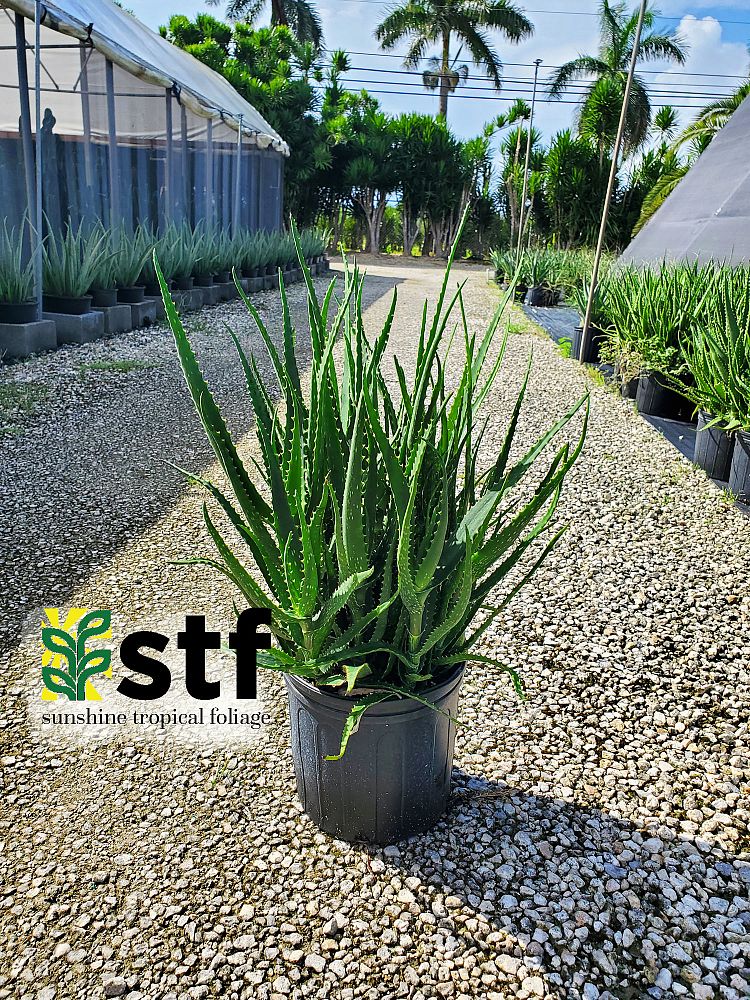 aloe-dawei-dawe-s-aloe