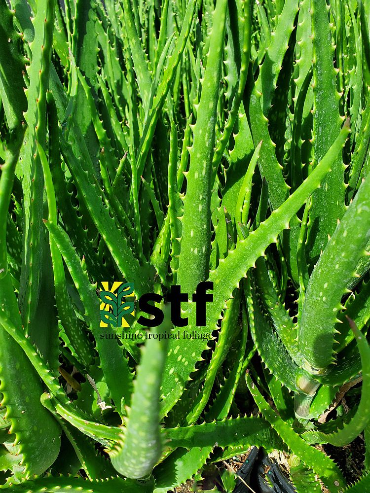 aloe-dawei-dawe-s-aloe