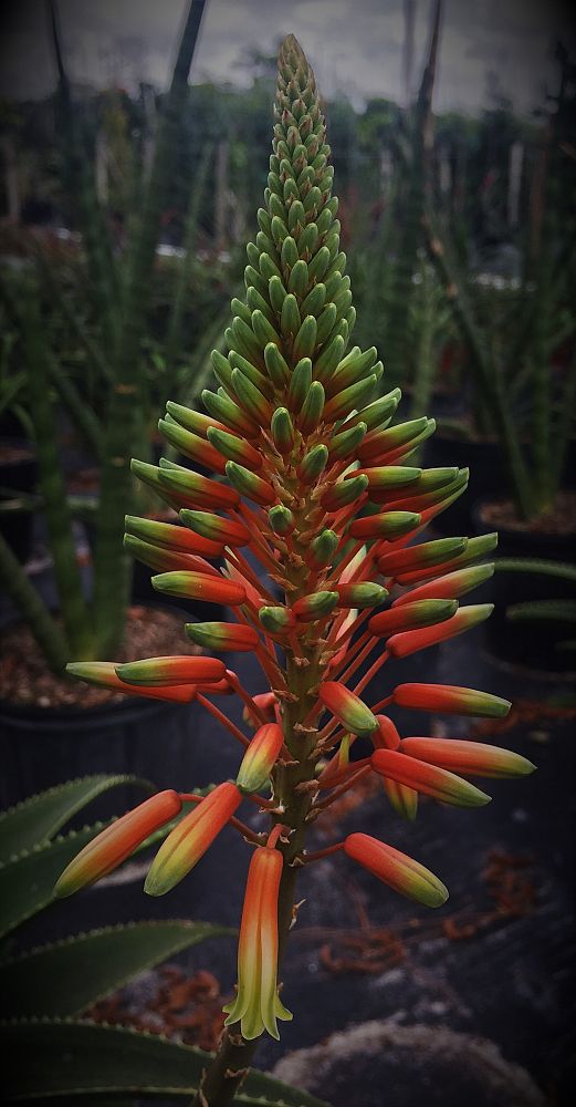 aloe-debrana