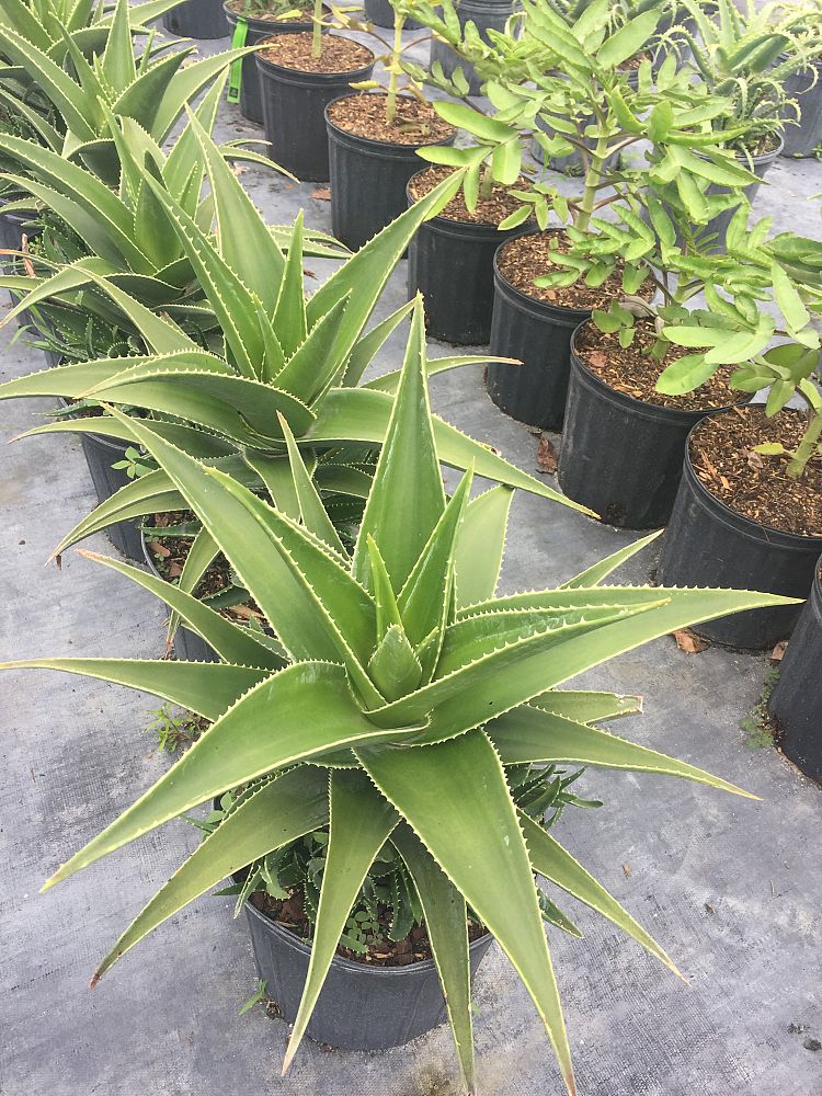 aloe-debrana