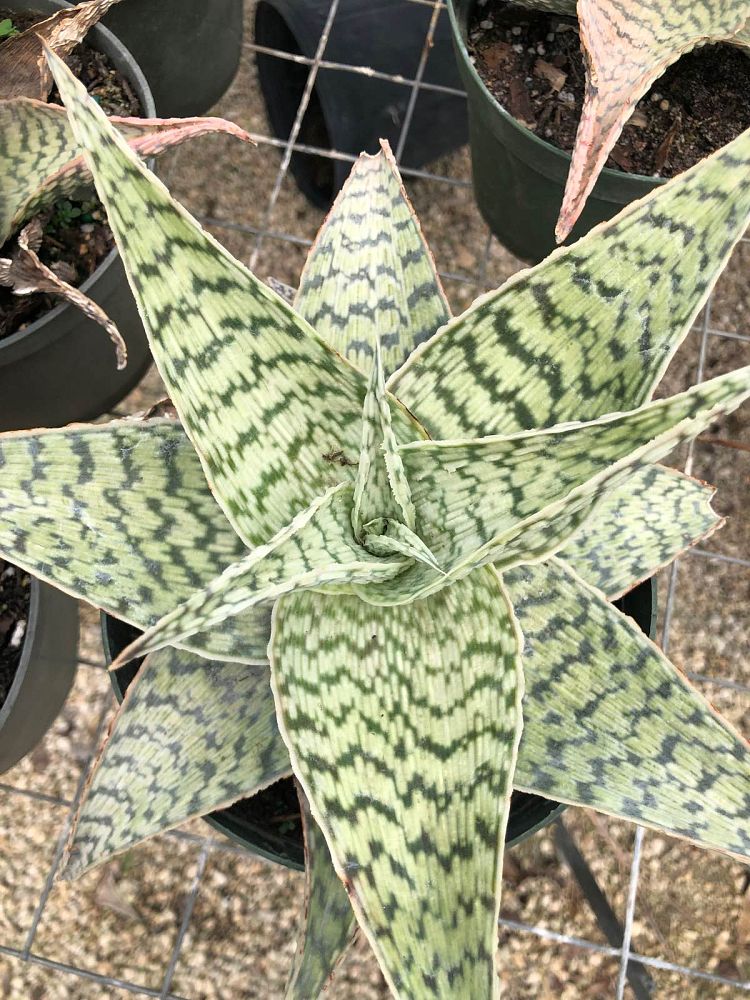 aloe-delta-lights