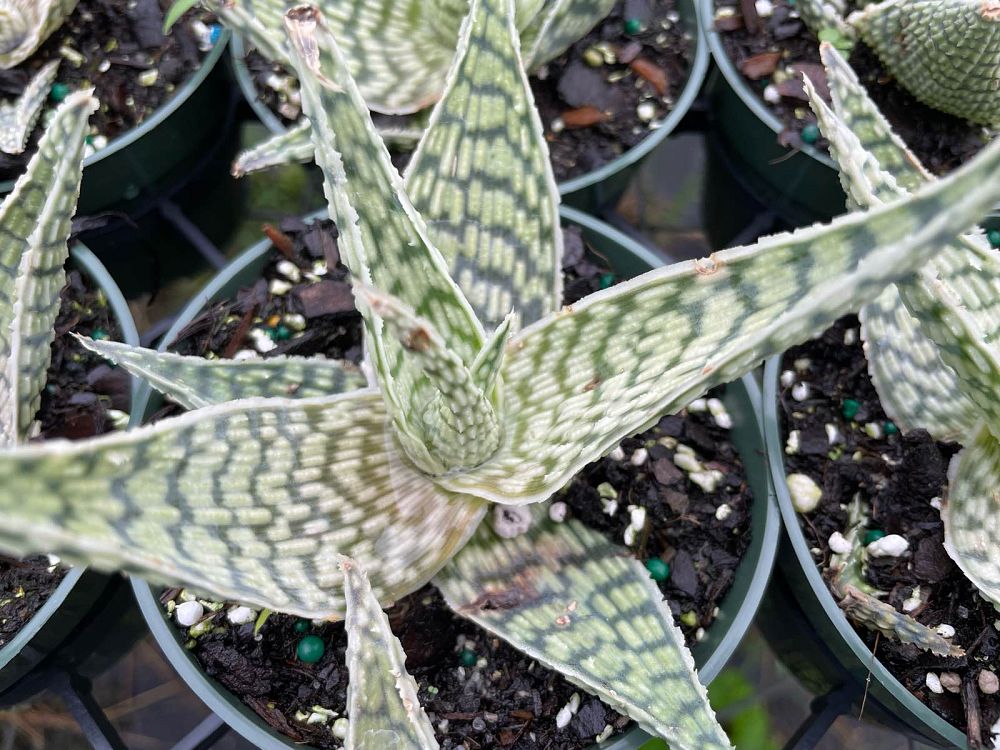 aloe-delta-lights