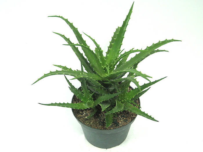 aloe-dorotheae-sunset-aloe