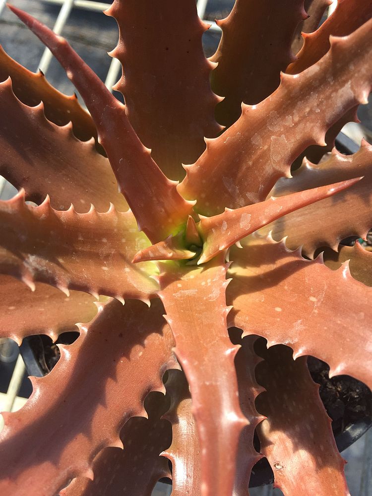 aloe-dorotheae-sunset-aloe