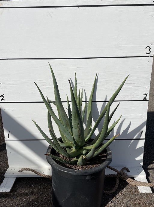 aloe-ferox-cape-aloe