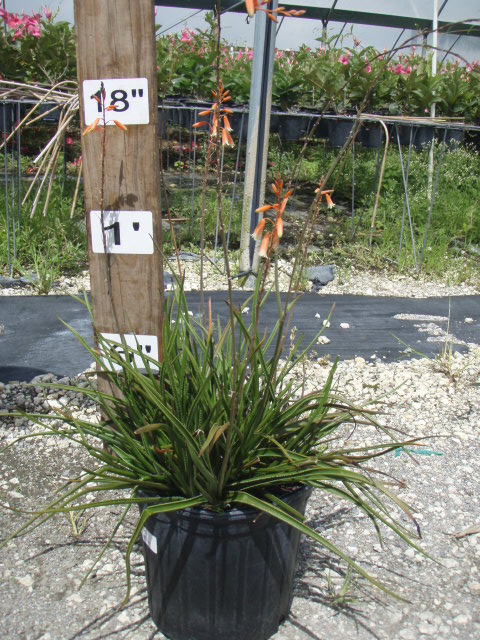 aloe-grassy-lassie