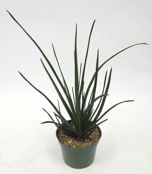 aloe-grassy-lassie
