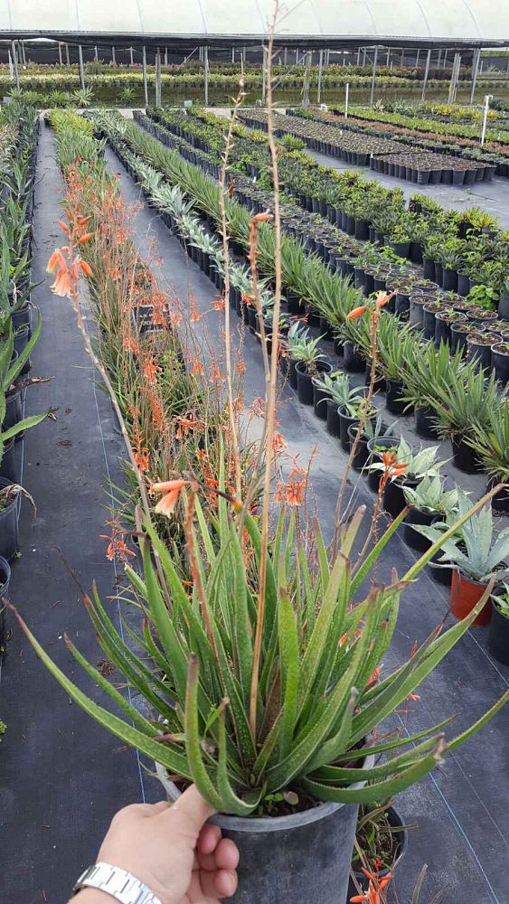 aloe-grassy-lassie
