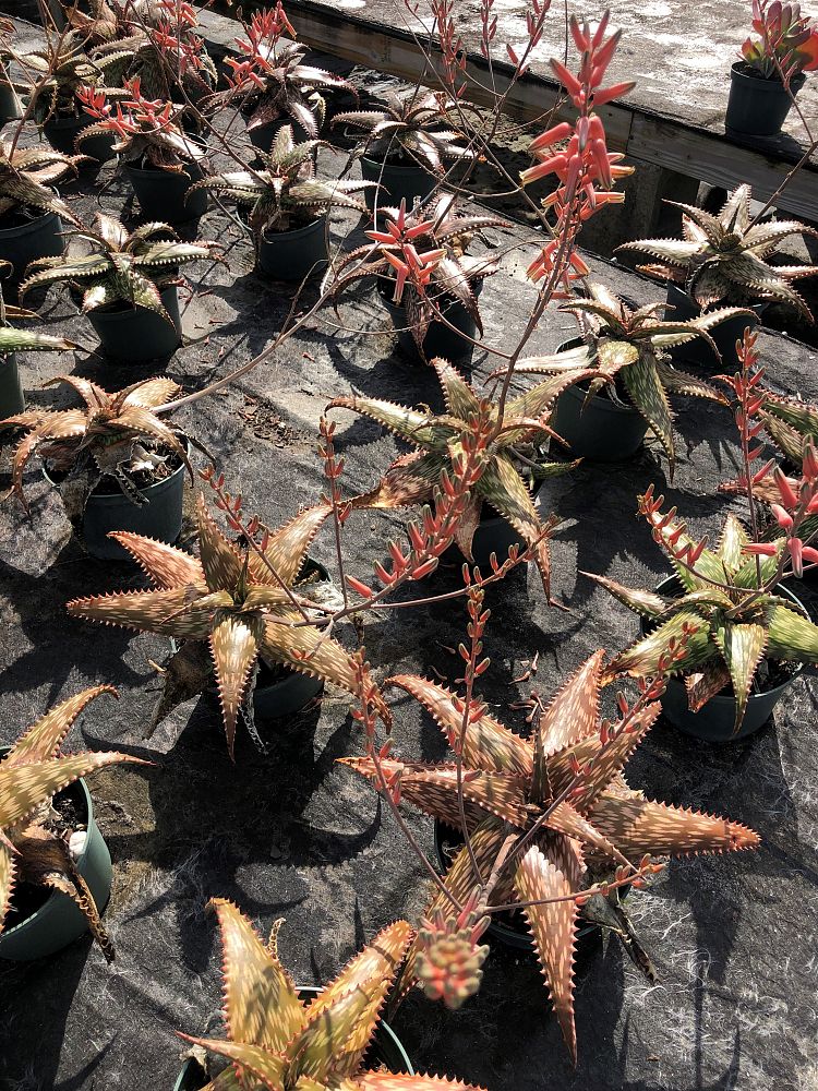 aloe-harlana