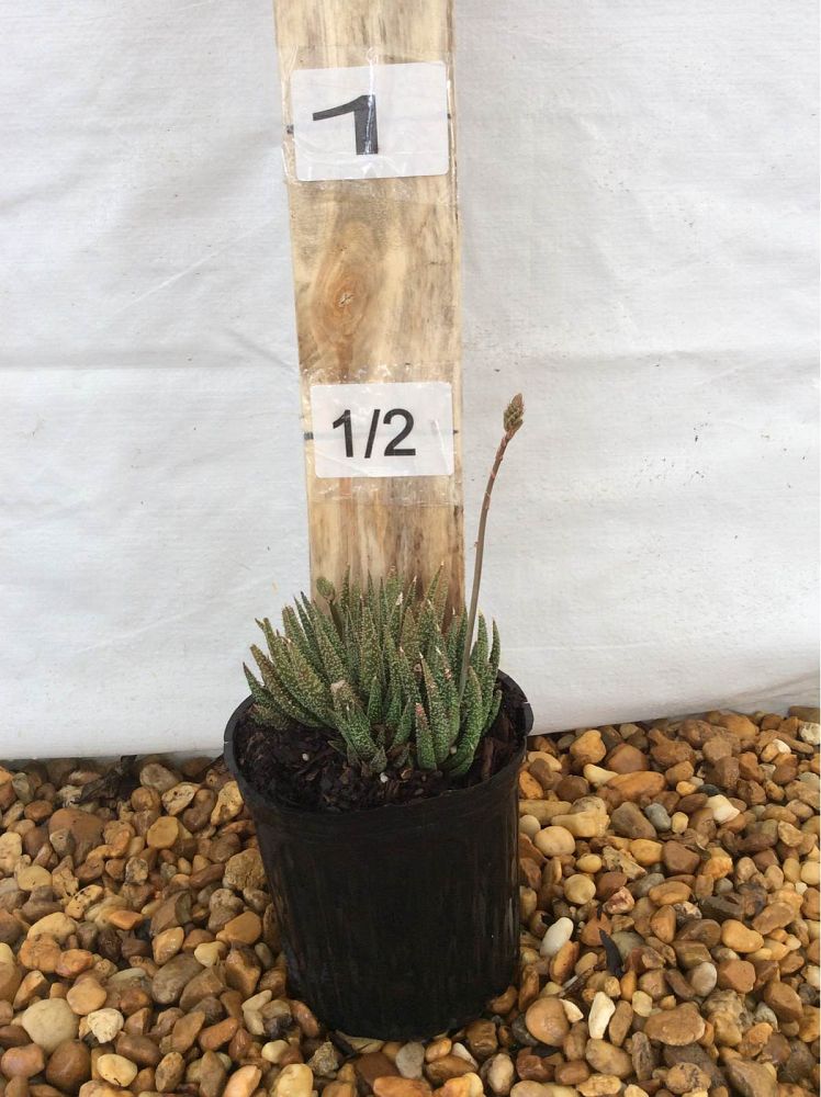 aloe-haworthioides-twilight-zone