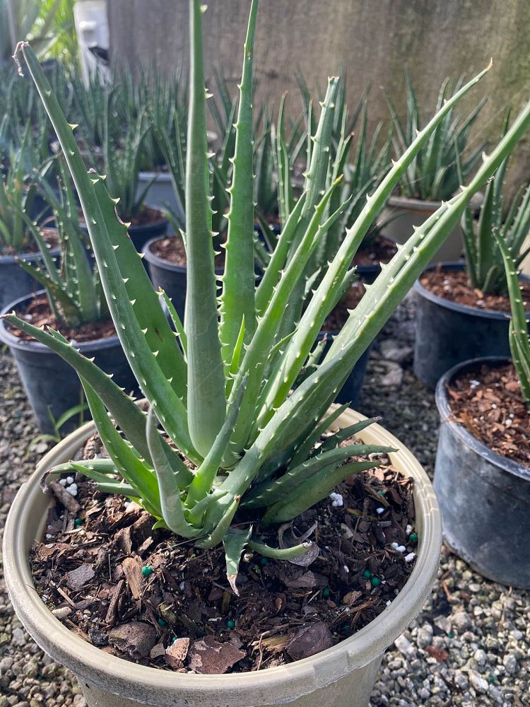 aloe-humilis-andhogp-spider-aloe-spineless-hedgehog
