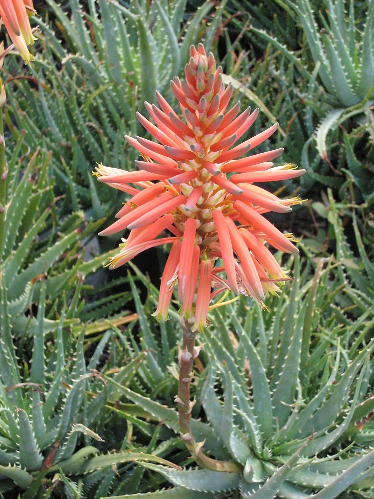 aloe-humilis-echinata-aloe-hedgehog