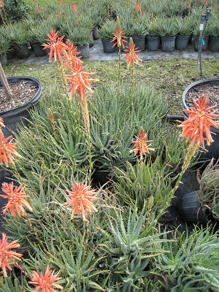 aloe-humilis-echinata-aloe-hedgehog