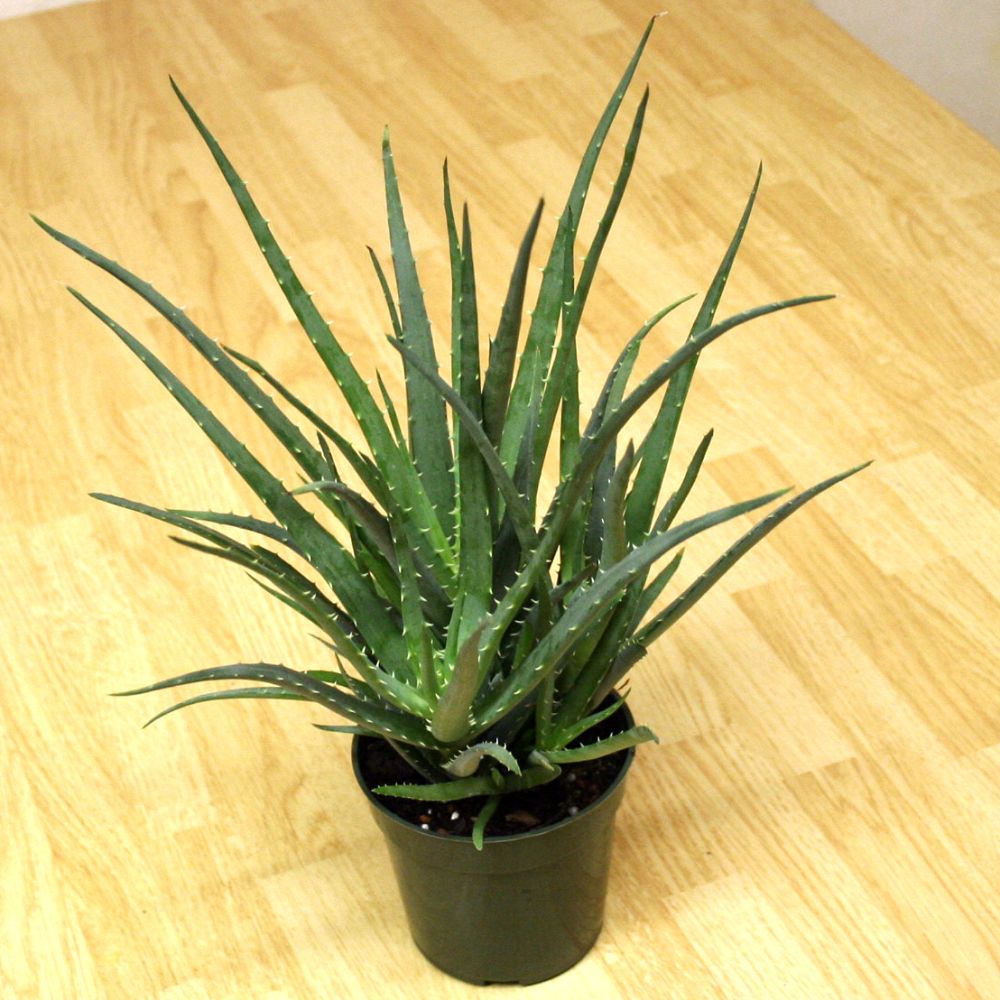 aloe-humilis-echinata-aloe-hedgehog