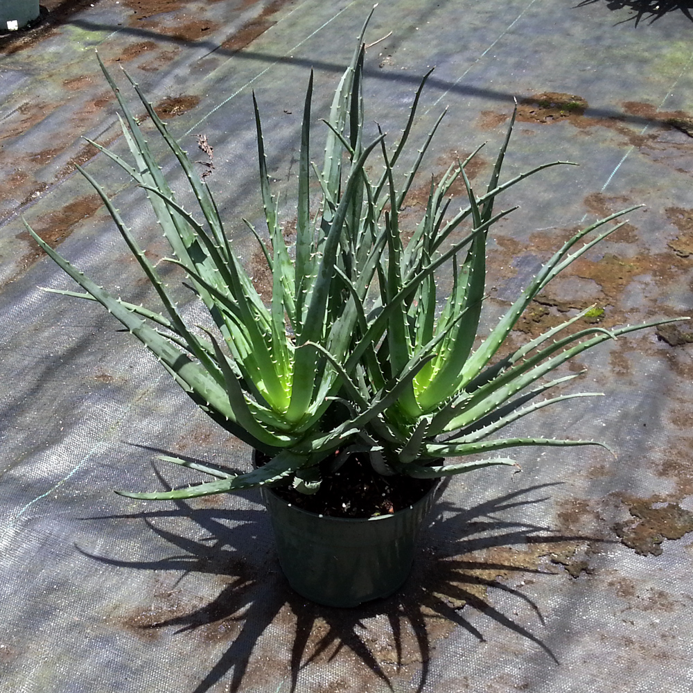 aloe-humilis-echinata-aloe-hedgehog