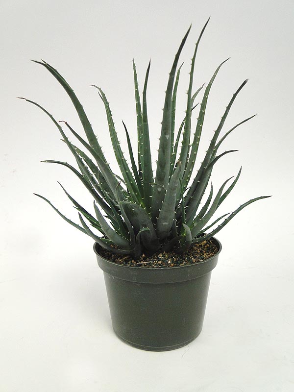 aloe-humilis-echinata-aloe-hedgehog