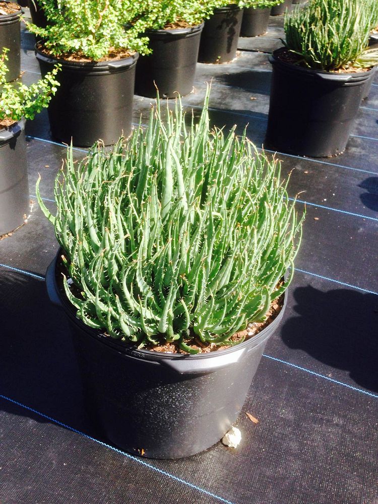 aloe-humilis-echinata-aloe-hedgehog