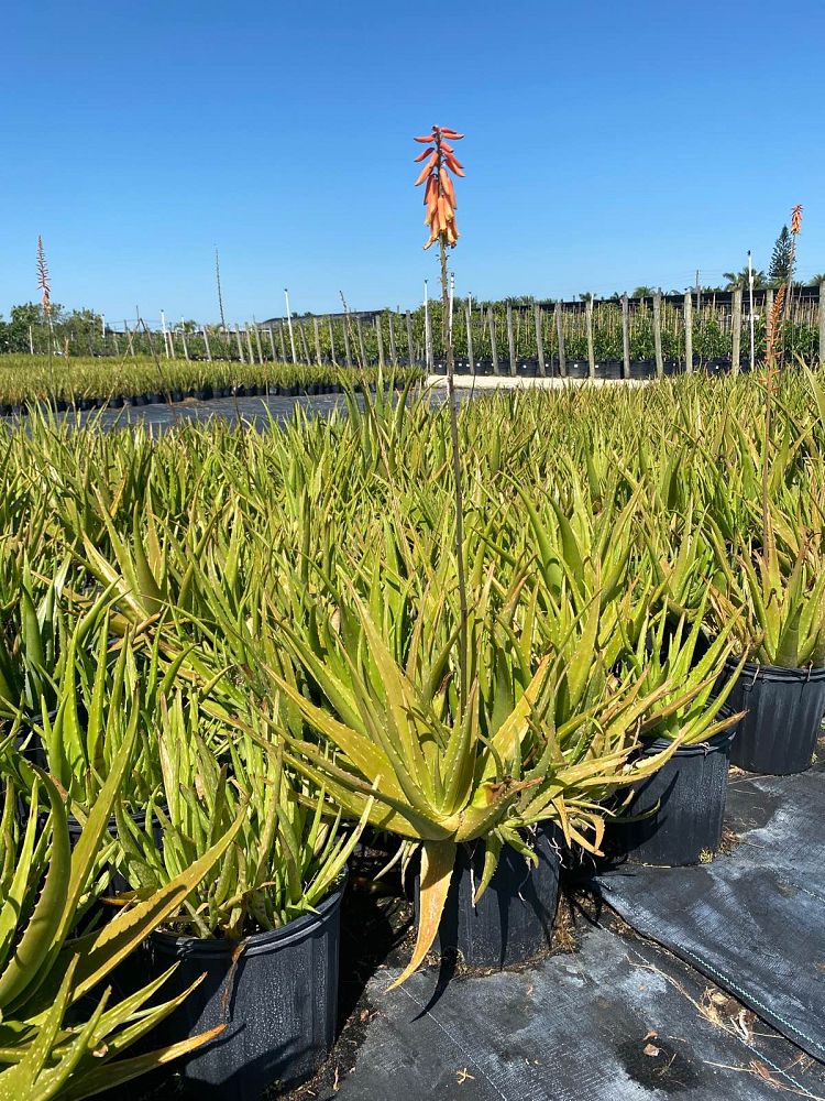 aloe-humilis-echinata-aloe-hedgehog