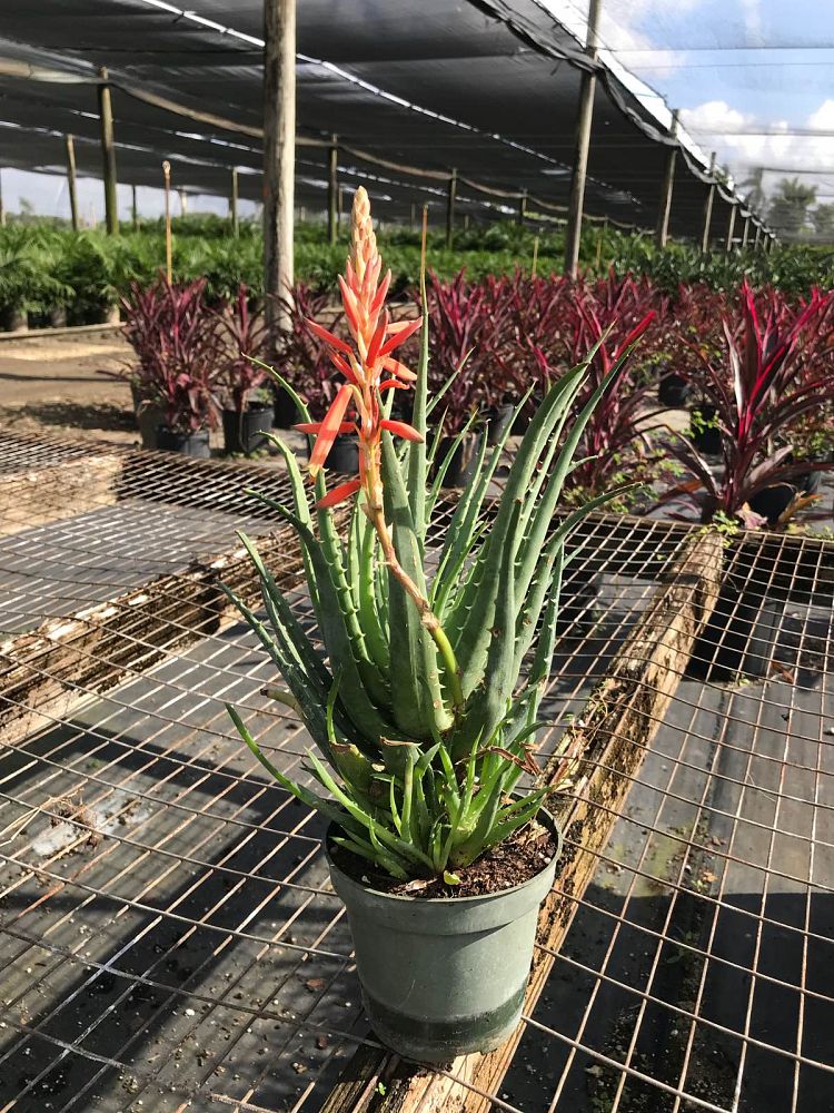 aloe-humilis-echinata-aloe-hedgehog