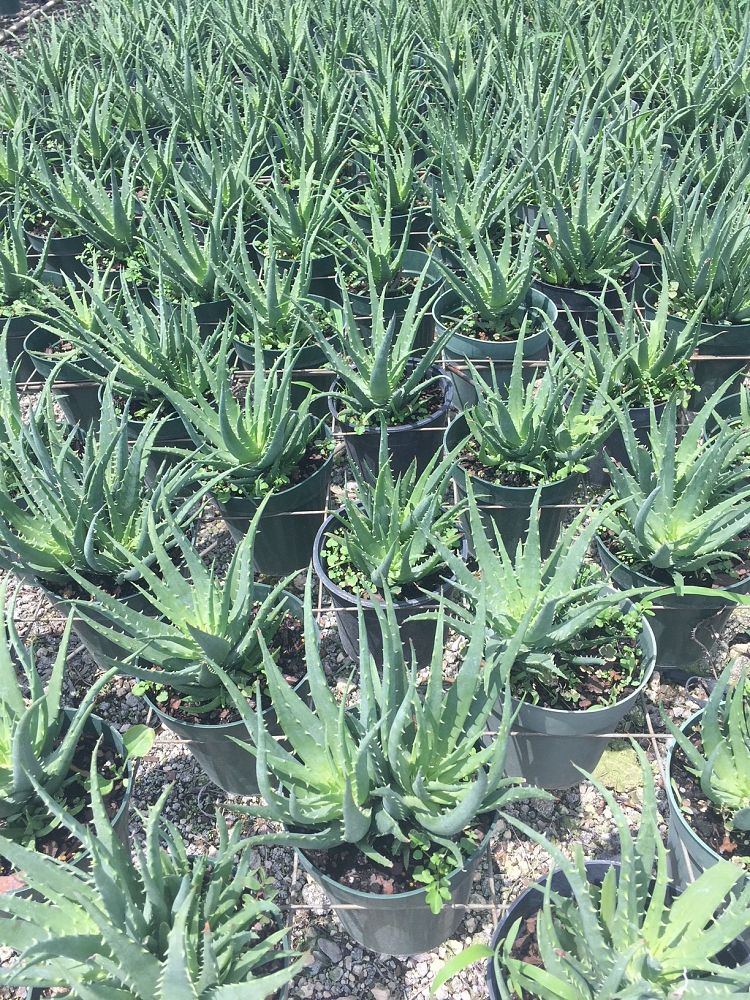 aloe-humilis-echinata-aloe-hedgehog