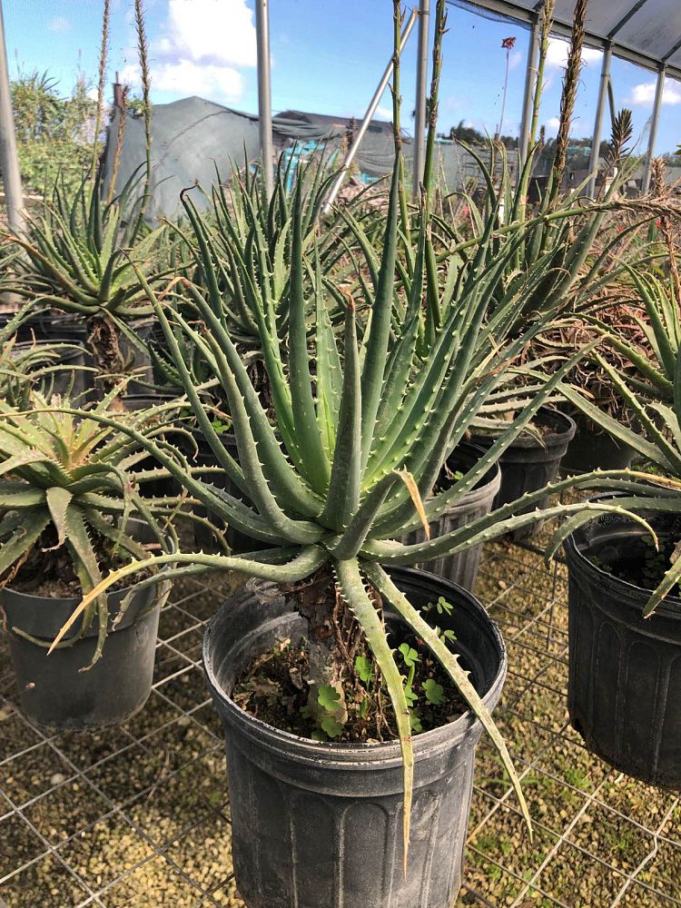 aloe-humilis-echinata-aloe-hedgehog