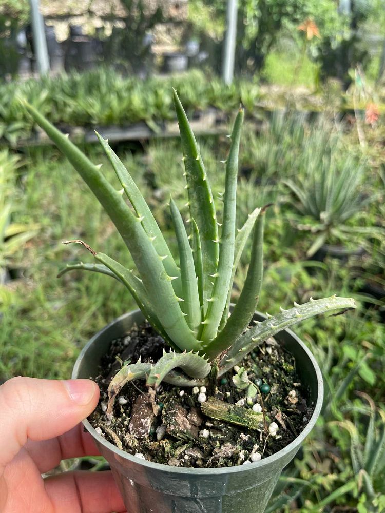 aloe-humilis-echinata-aloe-hedgehog