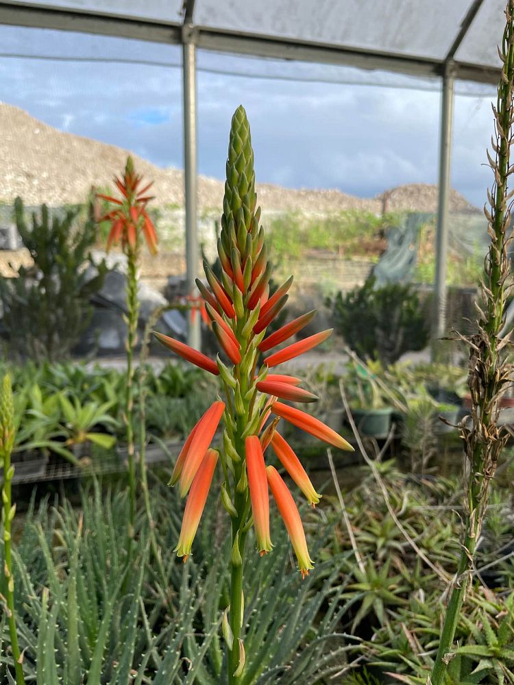 aloe-humilis-echinata-aloe-hedgehog