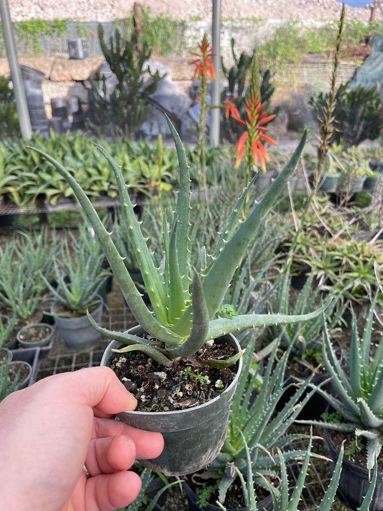 aloe-humilis-echinata-aloe-hedgehog