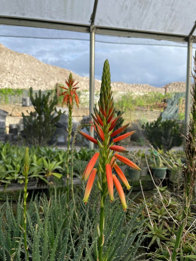 aloe-humilis-echinata-aloe-hedgehog