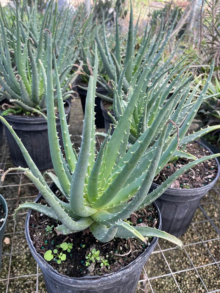 aloe-humilis-echinata-aloe-hedgehog