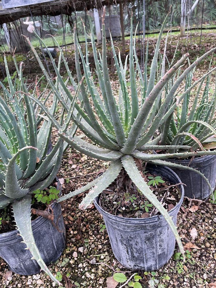 aloe-humilis-echinata-aloe-hedgehog