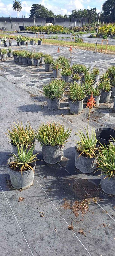 aloe-humilis-echinata-aloe-hedgehog