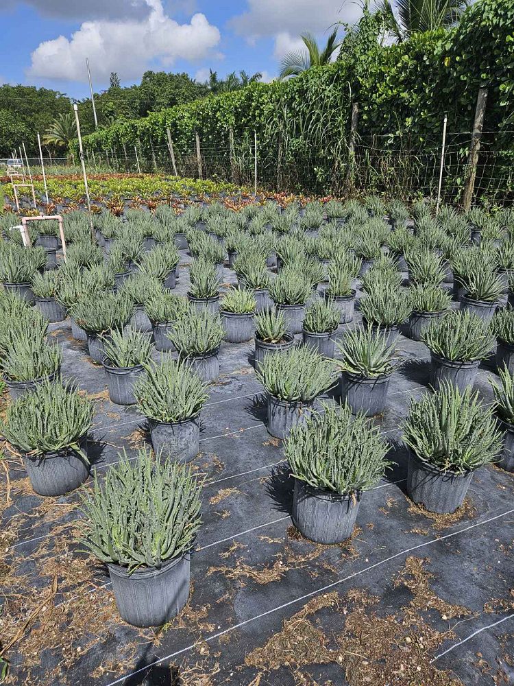aloe-humilis-echinata-aloe-hedgehog