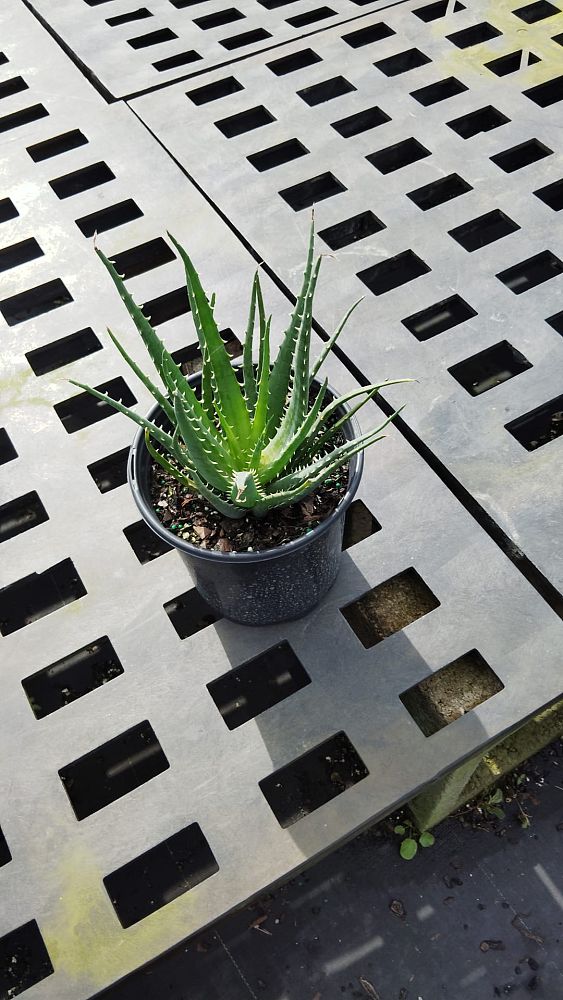 aloe-humilis-echinata-aloe-hedgehog