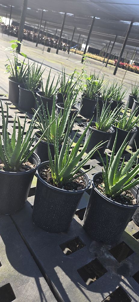 aloe-humilis-echinata-aloe-hedgehog