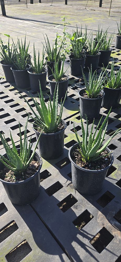 aloe-humilis-echinata-aloe-hedgehog