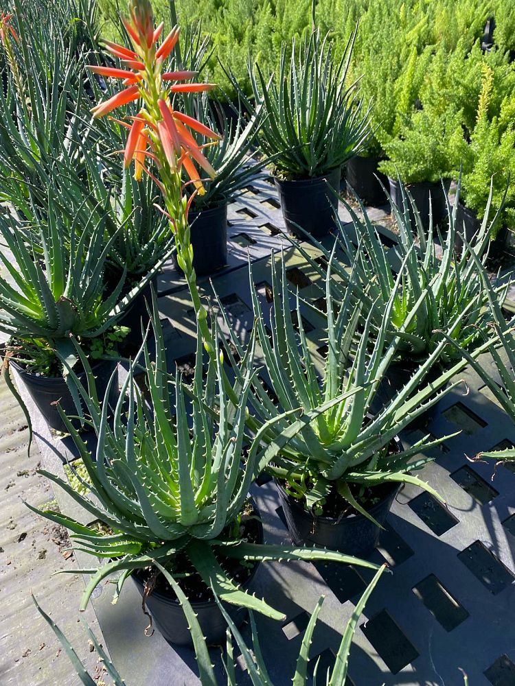 aloe-humilis-echinata-aloe-hedgehog