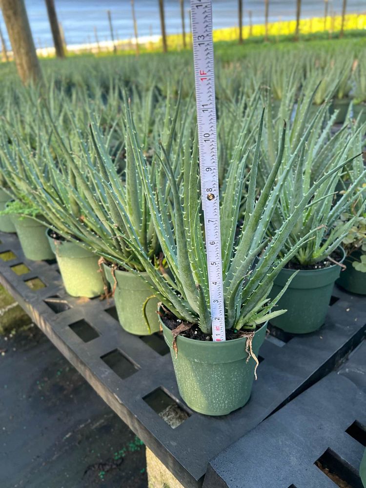 aloe-humilis-echinata-aloe-hedgehog