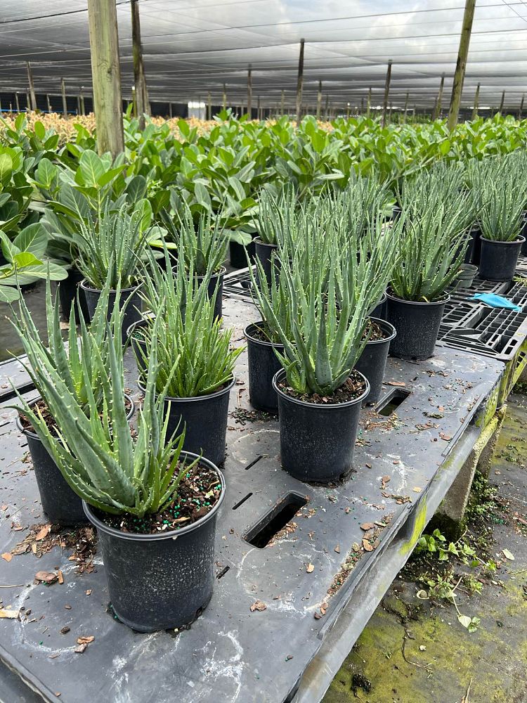 aloe-humilis-echinata-aloe-hedgehog